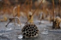 Seedpod of the lotus in winter with frost Royalty Free Stock Photo